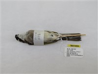 藏品(白頭翁)的圖片